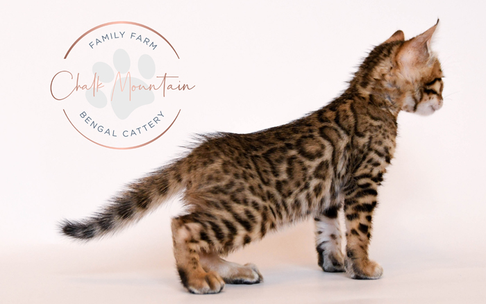 Bengal kitten for sale